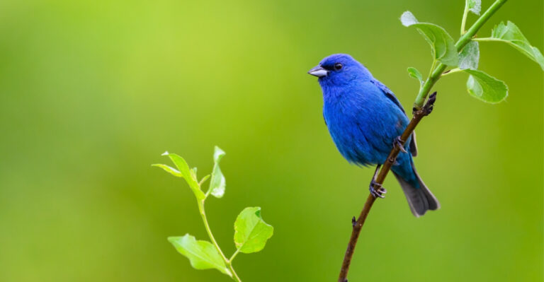 What It Means When An Indigo Bunting Shows Up In Your Massachusetts Garden This Summer