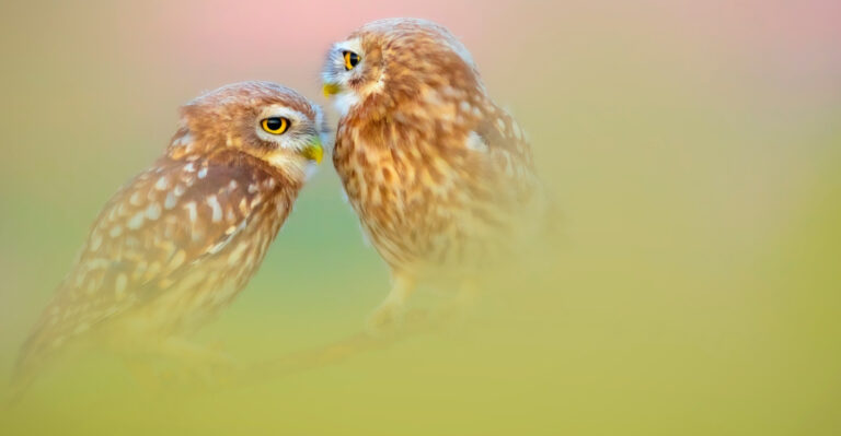What It Means When An Owl Shows Up Near Your Minnesota Home
