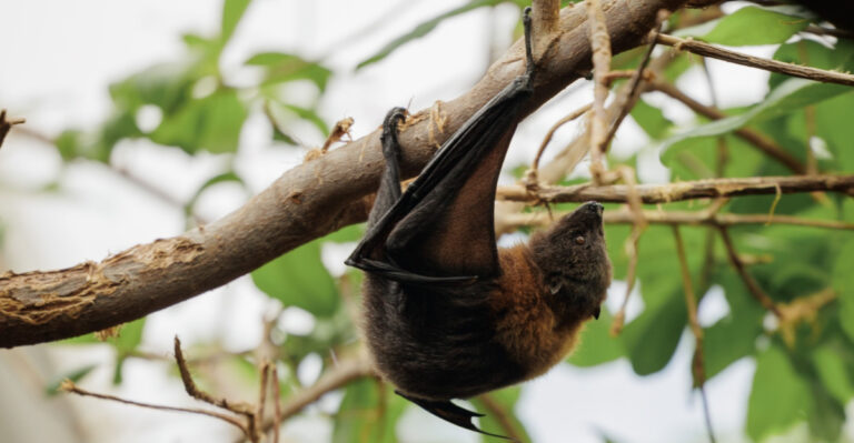 What It Means When Bats Start Showing Up At Dusk Near Your Tennessee Home
