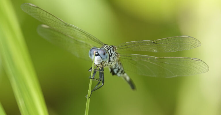 Dragonfly (featured image)