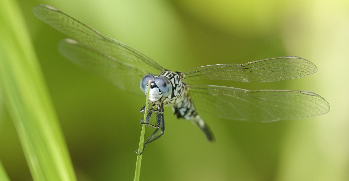 Dragonfly (featured image)