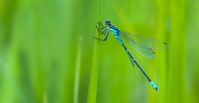 What It Means When Dragonflies Start Gathering Over Your Illinois Yard