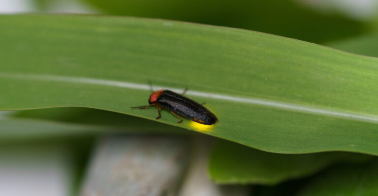 What It Means When Fireflies Suddenly Disappear From Your Pennsylvania Yard