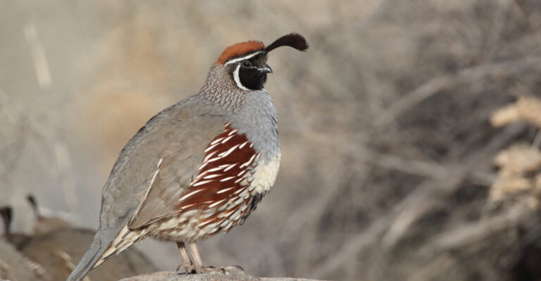 What It Means When Gambel’s Quail Keep Visiting Your Yard In August