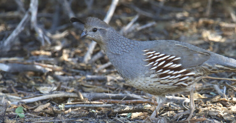 Gambels Quail (featured image)