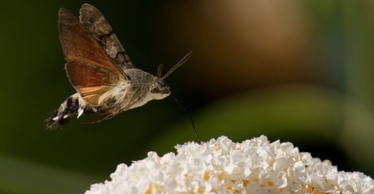 What It Means When Hummingbird Moths Start Appearing In Your North Carolina Garden At Dusk