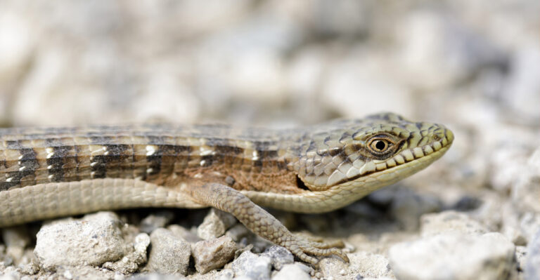 What It Means When Lizard Eggs Show Up Buried In Your California Garden Beds