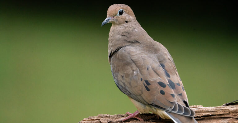 What It Means When Mourning Doves Nest In Your Florida Garden