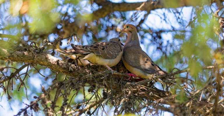 What It Means When Mourning Doves Start Nesting In Your California Yard