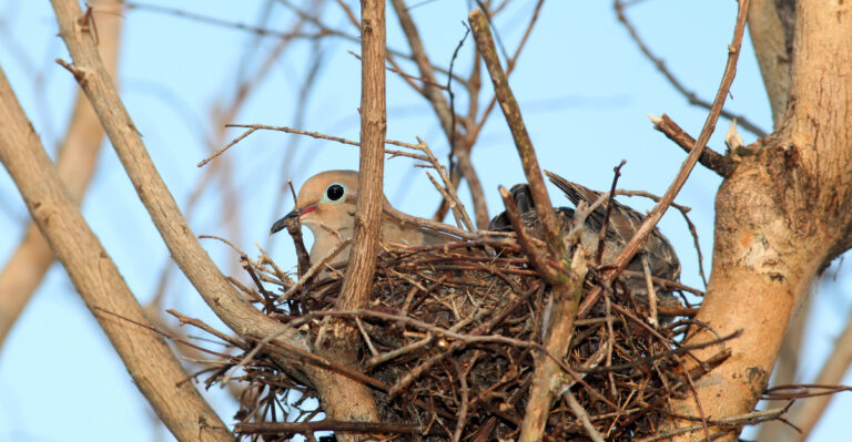 Mourning doves (featured image)