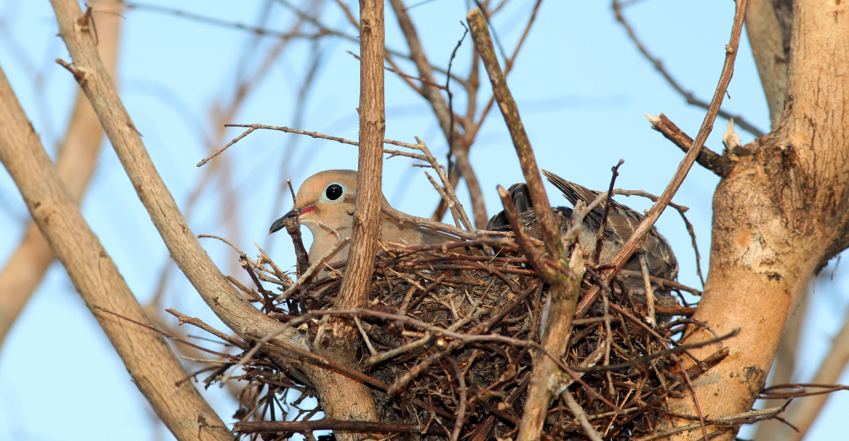 Mourning doves (featured image)
