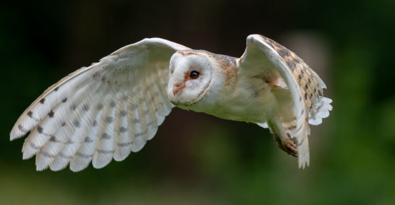 owl (featured image)