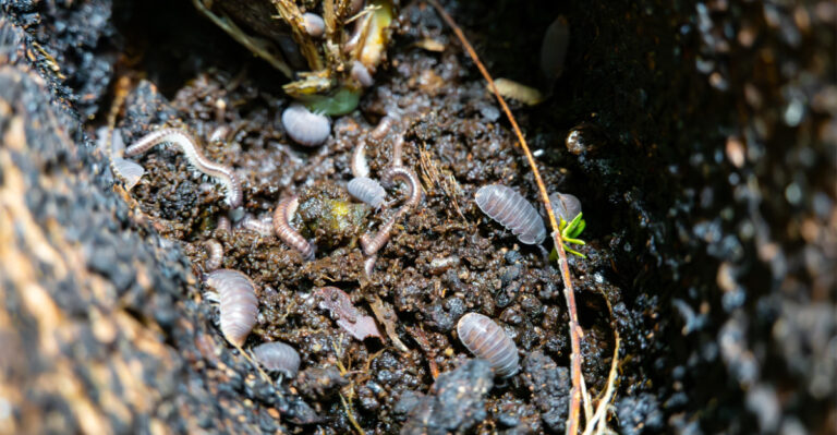 pill bugs