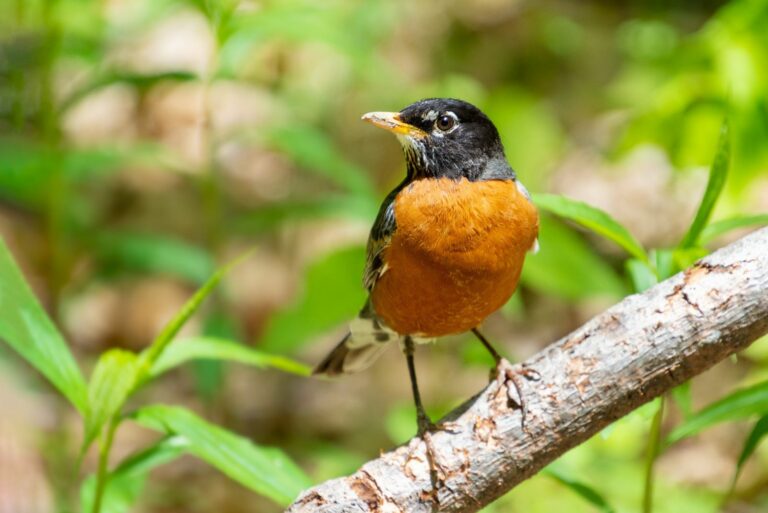 robin