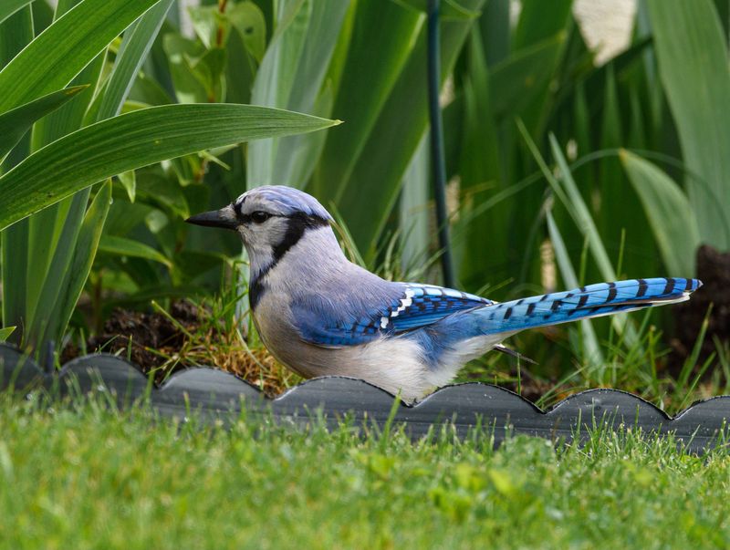What It Means When The Same Jays Keep Coming Back
