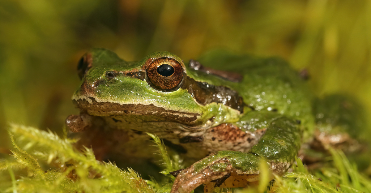 frog (featured image)