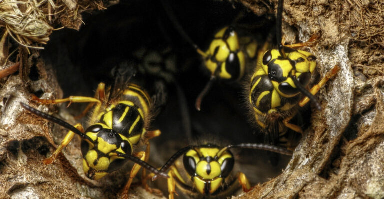 yellow jackets