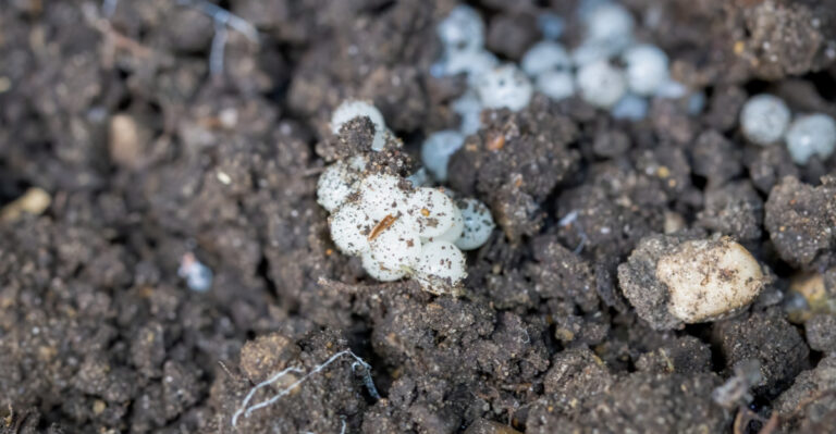 What It Means When You Find A Cluster Of Odd White Ovals Under Your Planter In New York
