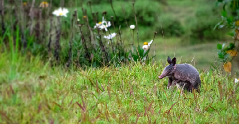 What It Means When You See An Armadillo Digging In Your Georgia Yard