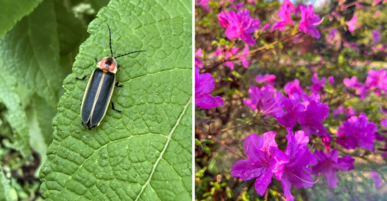 What It Means When You See Fireflies Disappearing From Your Georgia Yard