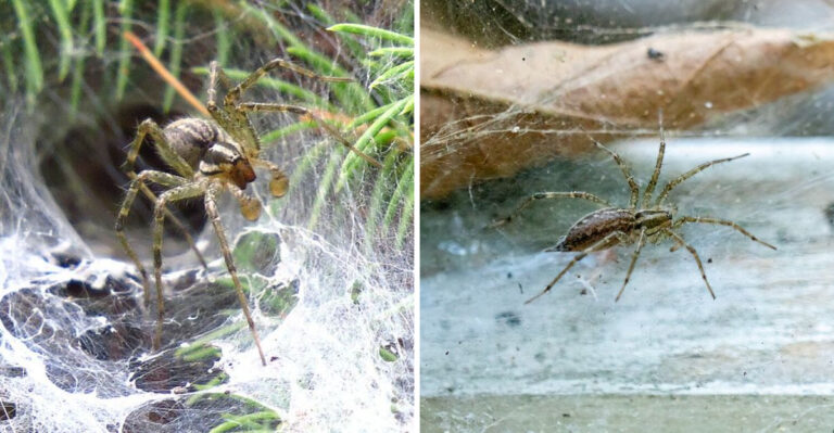 What It Means When You See These Funnel Webs Creeping Across Your Pennsylvania Lawn