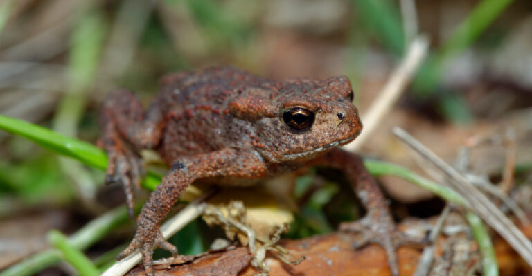 toad (featured image)