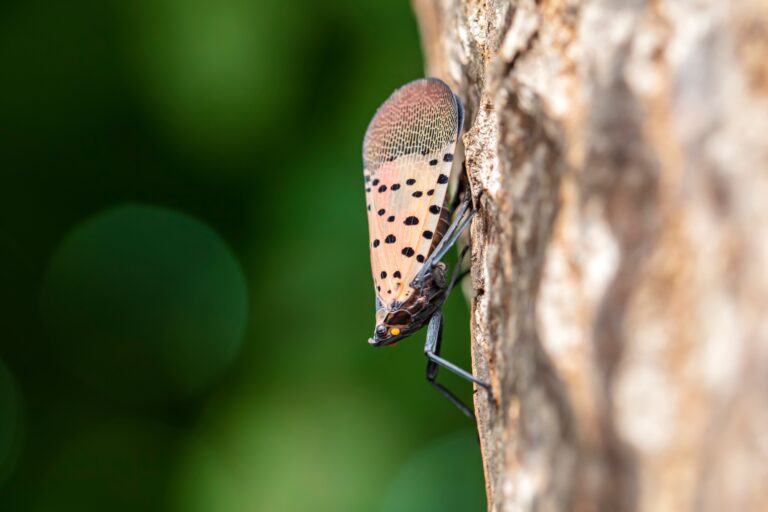spotted lanternfly