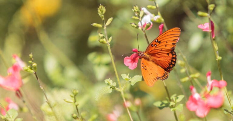 What It Means When You Stop Seeing Butterflies In Your Georgia Yard This July