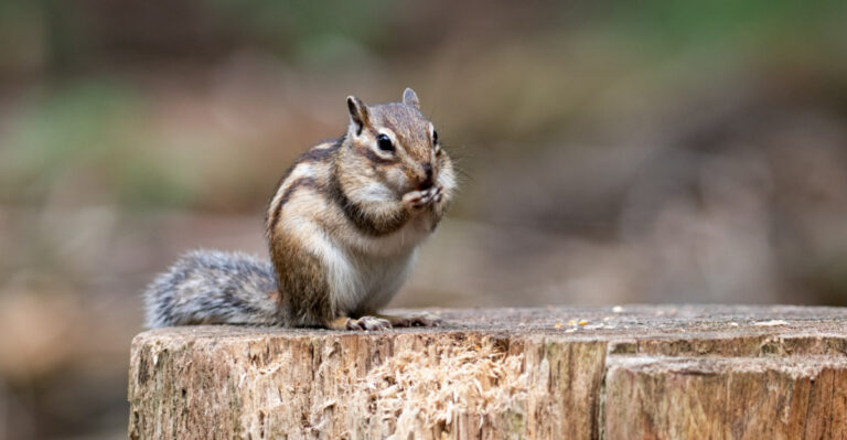 What It Means When Your Connecticut Garden’s Chipmunk Disappears