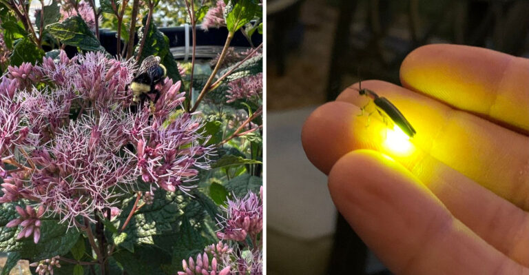 What It Means When Your North Carolina Garden Has Beetles, Fireflies, And Fewer Flowers In August