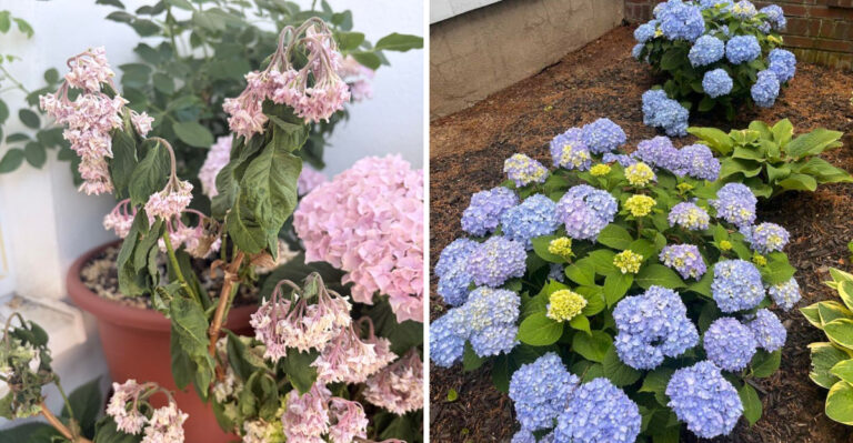 What It Means When Your Pennsylvania Hydrangeas Wilt Every Afternoon