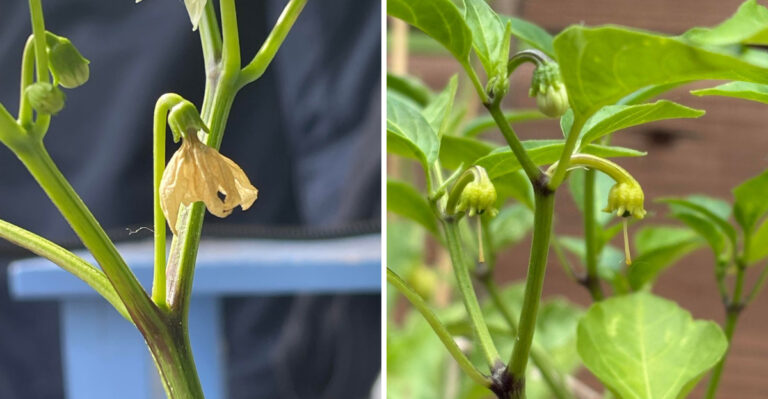 What It Means When Your Pennsylvania Peppers Drop Their Blossoms In The Heat