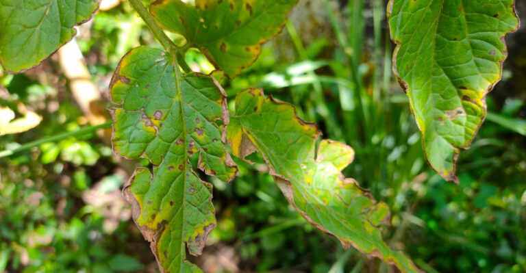 What It Means When Your Pennsylvania Tomato Leaves Show Target-Shaped Spots