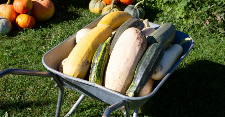 What It Means When Your Pennsylvania Zucchini Suddenly Triples In Size Overnight