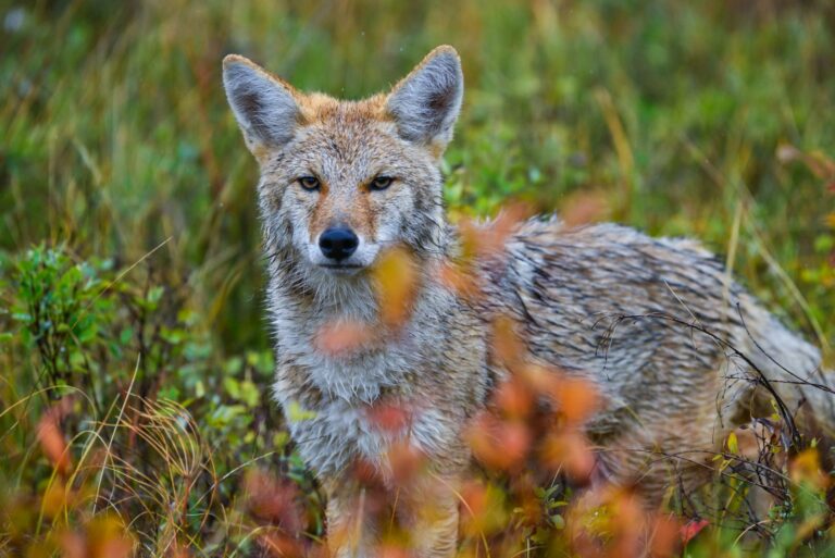 coyote in garden