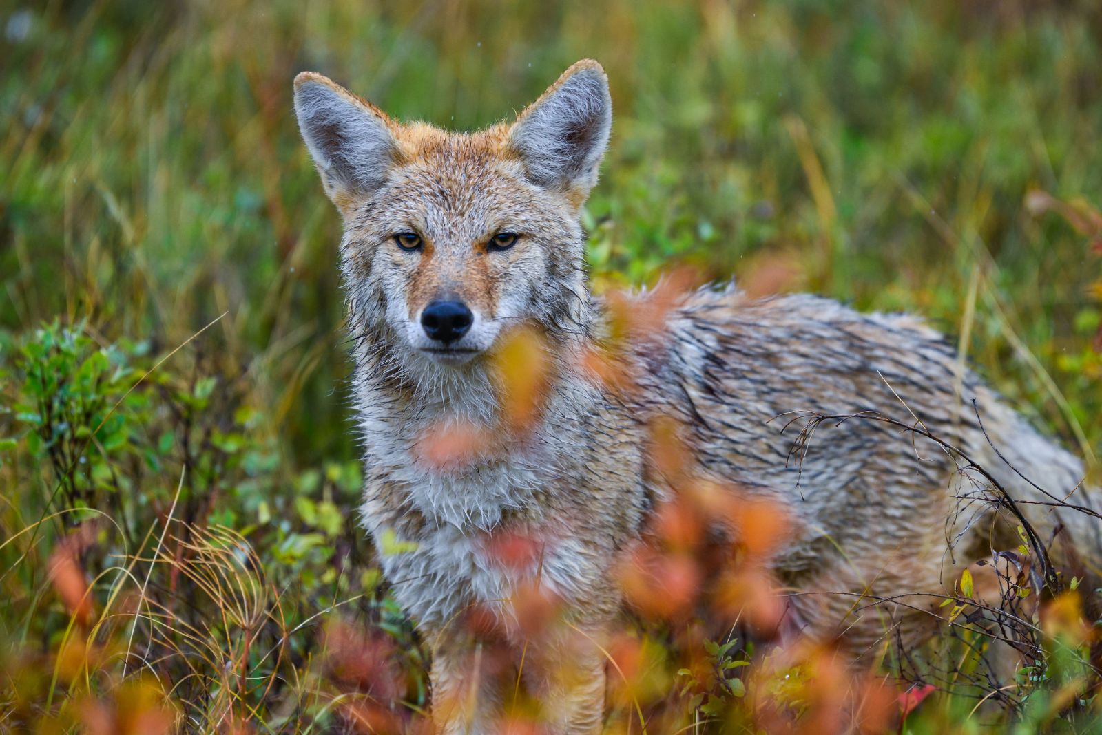 coyote in garden