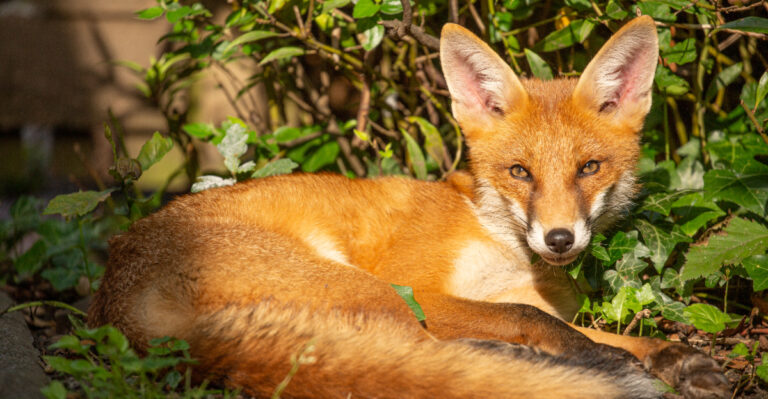 What It Really Means When A Fox Shows Up In Your California Yard