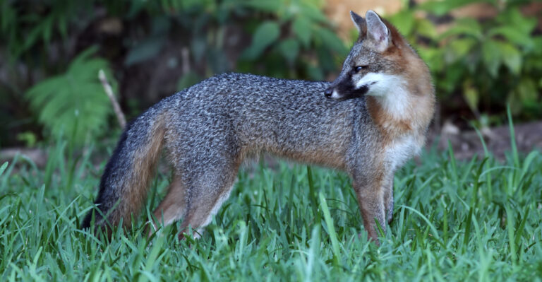 gray fox