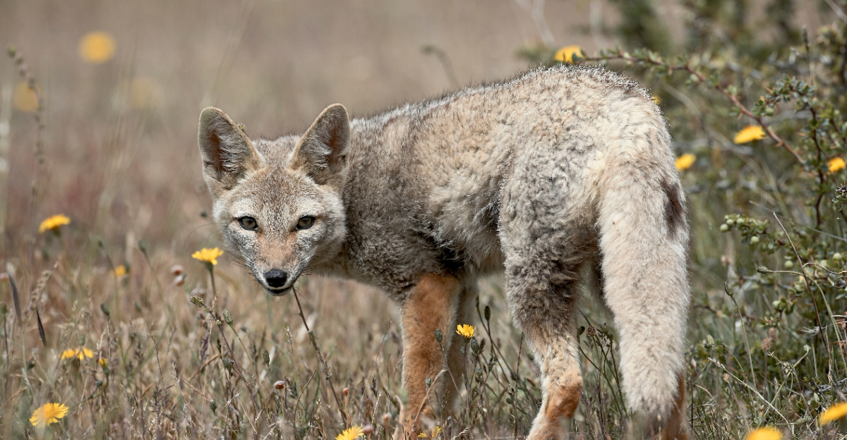 Gray fox (featured image)
