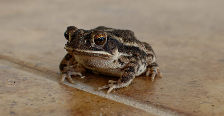 What It Really Means When A Gulf Coast Toad Shows Up In Your Texas Yard