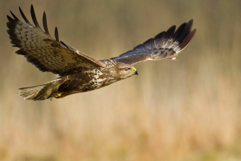hawk