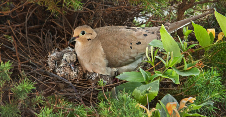 What It Really Means When A Mourning Dove Nests In Your Oregon Yard