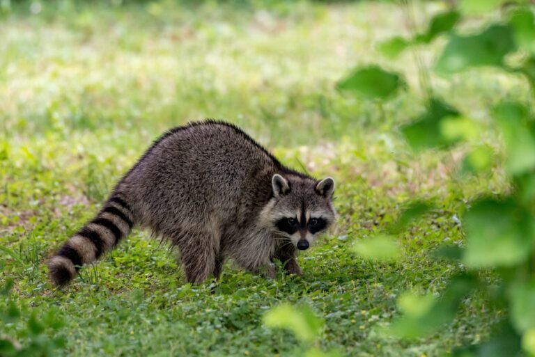 raccoon in garden