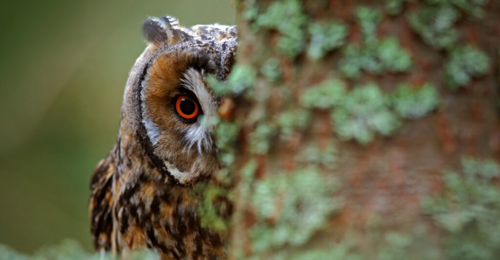 What It Really Means When An Owl Shows Up In Your New York Yard ...