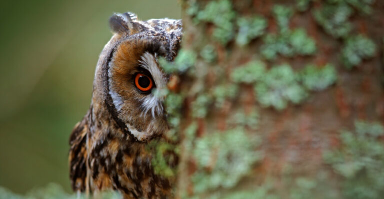 What It Really Means When An Owl Shows Up In Your New York Yard