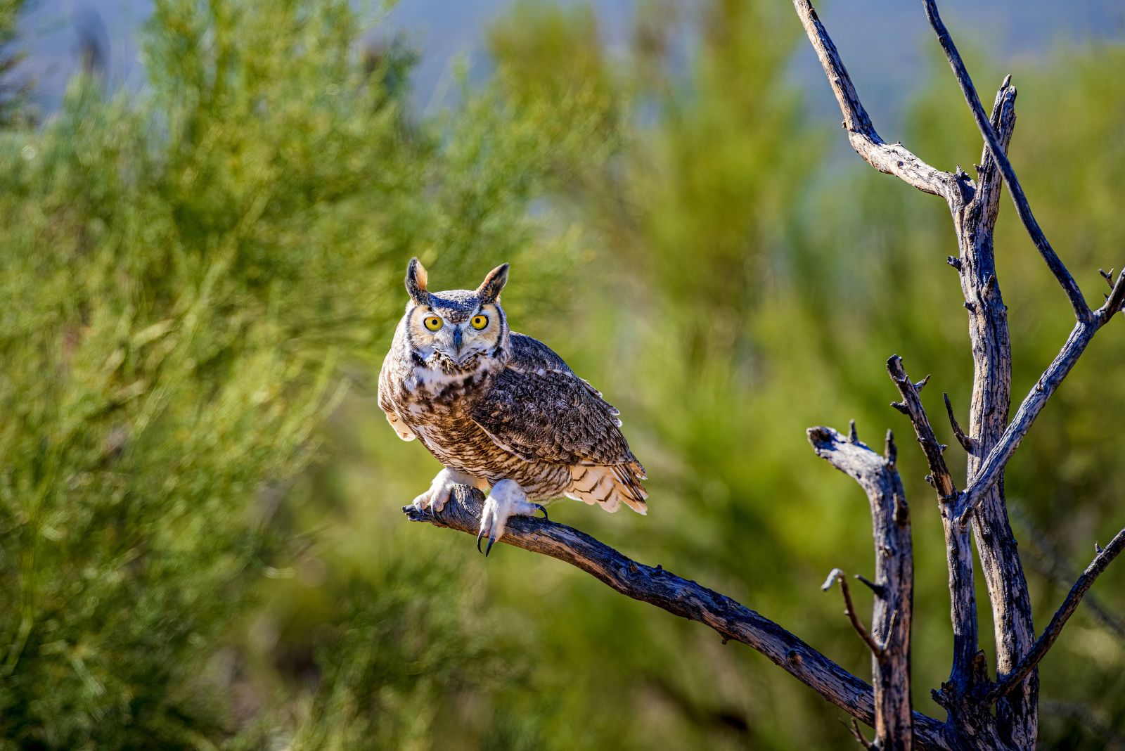 owl