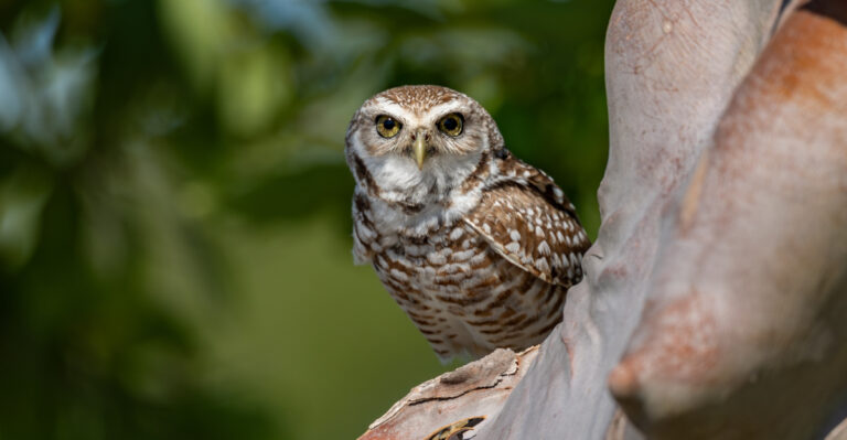 What It Really Means When An Owl Shows Up Near Your Wisconsin Home