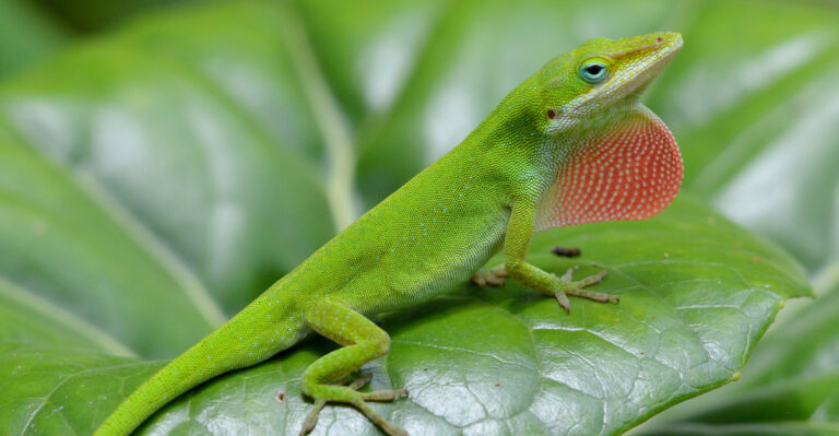 anole lizard