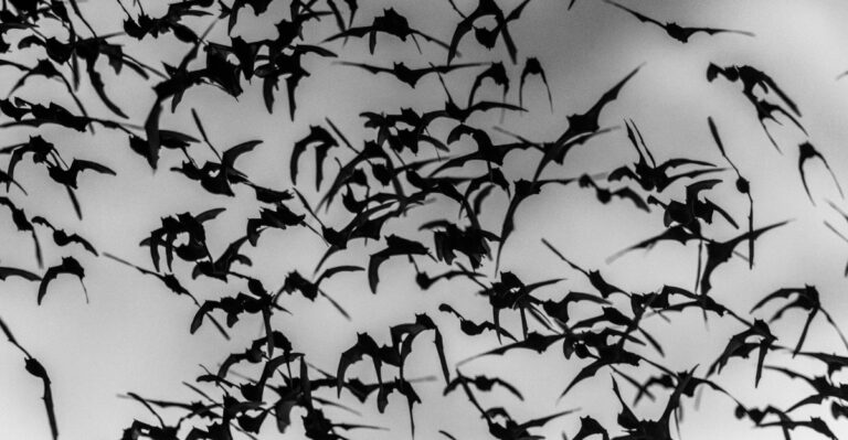 What It Really Means When Bats Suddenly Show Up At Dusk In Your Indiana Yard