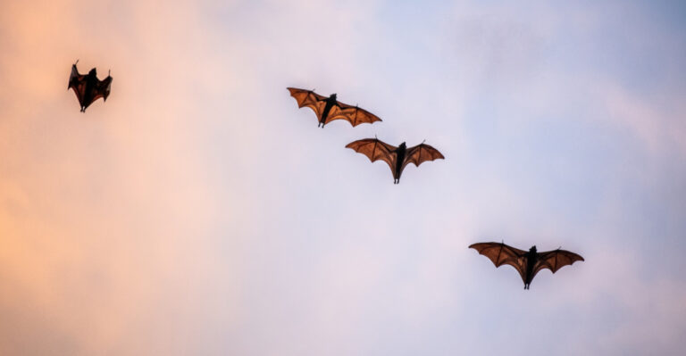 What It Really Means When Bats Suddenly Show Up At Dusk In Your Massachusetts Yard
